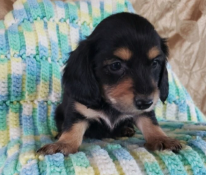 Dachshund miniature pups for sale Image eClassifieds4u
