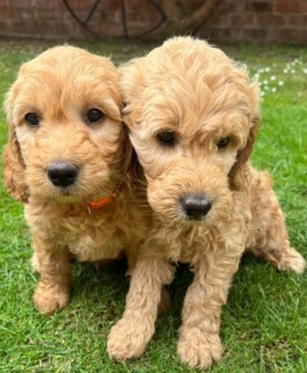 Gorgeous mini Goldendoodles DNA tested Image eClassifieds4u