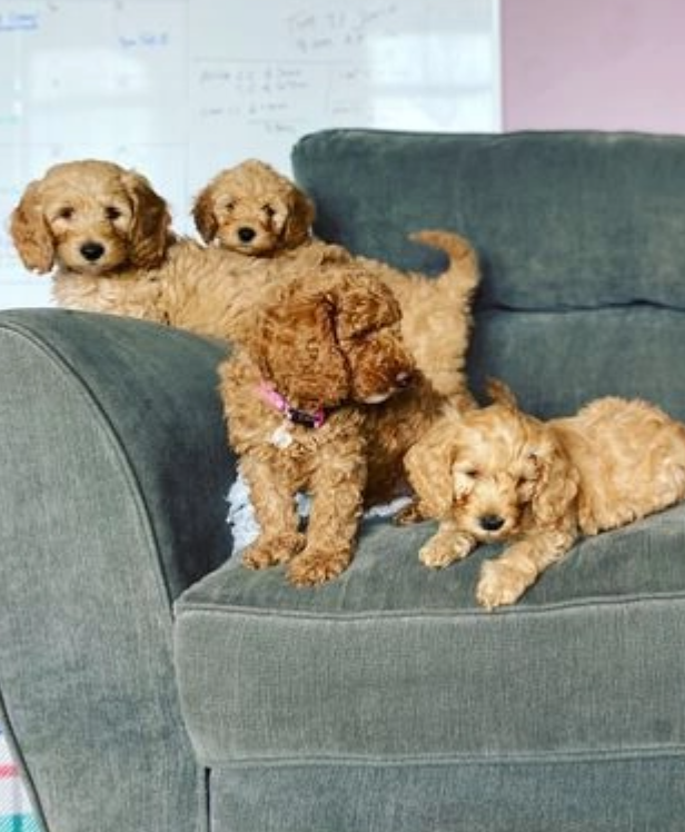 Gorgeous mini Goldendoodles DNA tested Image eClassifieds4u