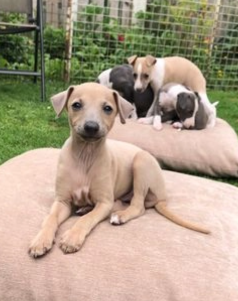 Italian Greyhound pups available Image eClassifieds4u