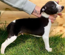 KC Whippet Pups for sale Image eClassifieds4u 3