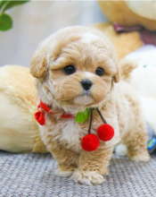 Amazing Maltipoo pups available for sale Image eClassifieds4u 2
