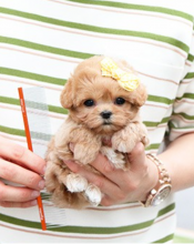 Amazing Maltipoo pups available for sale Image eClassifieds4u 3