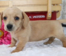 Dachshund miniature pups for sale Image eClassifieds4u 1