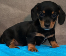 Dachshund miniature pups for sale Image eClassifieds4u 4