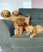 Gorgeous mini Goldendoodles DNA tested Image eClassifieds4u 3