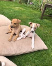 Italian Greyhound pups available Image eClassifieds4u 2