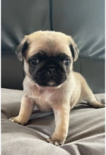 Pug puppies for sale Image eClassifieds4u 2