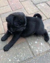 Pug puppies for sale Image eClassifieds4u 4