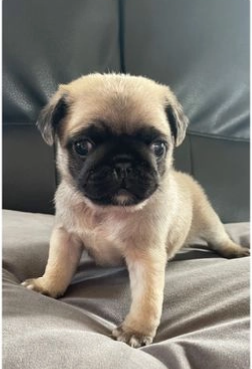 Pug puppies for sale Image eClassifieds4u