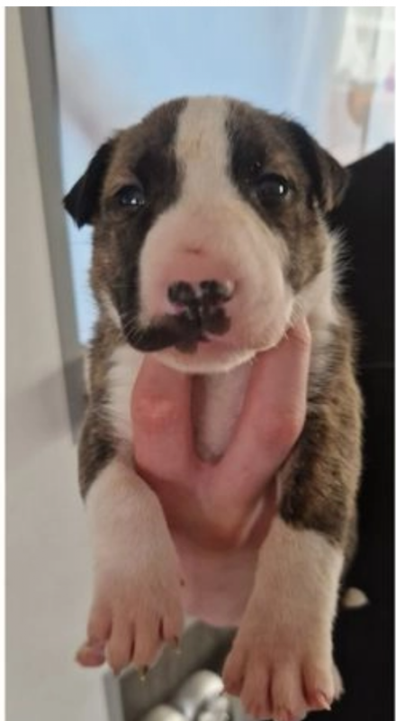 Pure bred Bull terrier pups for sale Image eClassifieds4u