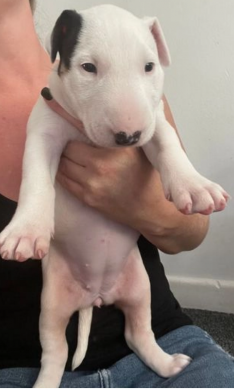 Pure bred Bull terrier pups for sale Image eClassifieds4u