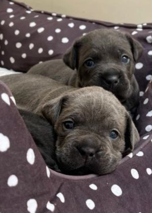 Pure breed Cane Corso pups for sale Image eClassifieds4u
