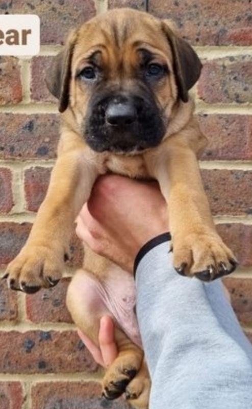 Pure breed Cane Corso pups for sale Image eClassifieds4u