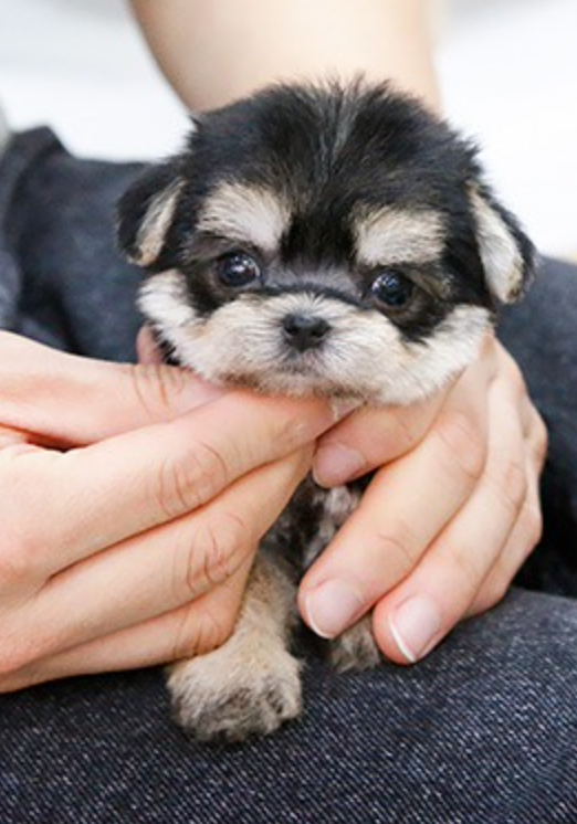 Teacup Morkie pups for sale Image eClassifieds4u