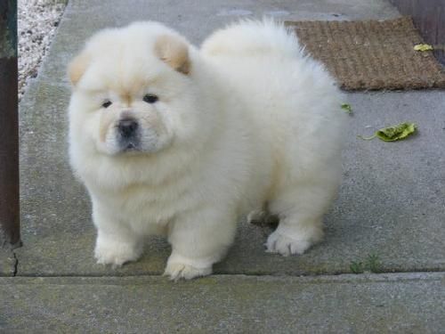 Chow Chow Puppies Available for Adoption Image eClassifieds4u