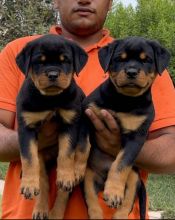 C.K.C MALE AND FEMALE ROTTWEILER PUPPIES AVAILABLE Image eClassifieds4u
