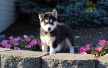 CKC Reg'd Pomsky Puppies- 2 LEFT email at: (blancamonica041@gmail.com) Image eClassifieds4u