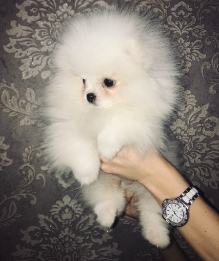 Cute Pomeranian puppies Image eClassifieds4u