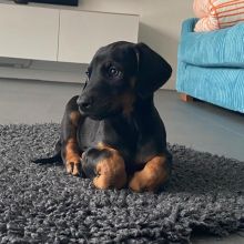 Dachshund Puppies For Adoption...contact me at manuellajustin986@gmail.com Image eClassifieds4u