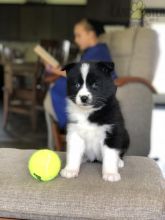 Healthy adorable *Pomsky* puppies! email at: blancamonica041@gmail.com Image eClassifieds4u