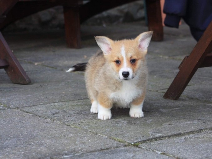 Pembroke Welsh Corgi Puppies For you Image eClassifieds4u