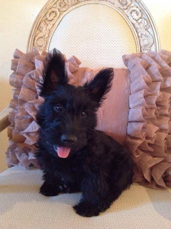 Scottish Terrier Puppies Image eClassifieds4u
