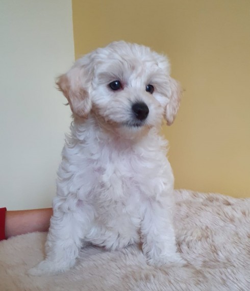 White Maltipoo Puppies Image eClassifieds4u
