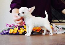 Chihuahua Puppies For Re-homing
