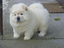 Chow Chow Puppies Available for Adoption