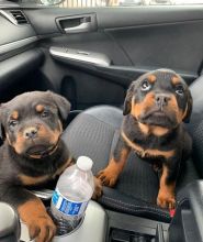 C.K.C MALE AND FEMALE ROTTWEILER PUPPIES AVAILABLE