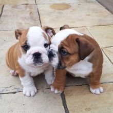 English Bulldog Puppies For Adoption