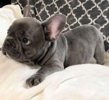 French Bulldog Puppies Ready For Their New