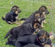 German Shepherd Puppies READY...email directly at. (manuellajustin986@gmail.com)