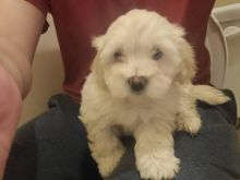Maltipoo Pups in search of their new homes.(blancamonica041@gmail.com)