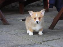 Pembroke Welsh Corgi Puppies For you