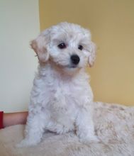 White Maltipoo Puppies