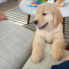 Adorable Male and female Golden retriever Puppies available. {blancamonica041@gmail.com}