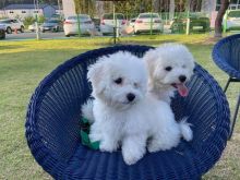 Bichon Frise Puppies Looking For Their Forever Home Email(justinlopesert44@gmail.com)