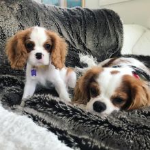 Cavalier king charles puppies for re-homing (blancamonica041@gmail.com) for more details