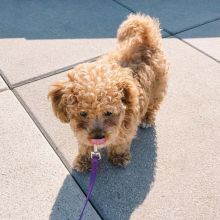 Charming GoldenDoodle puppies for adoption Email at (blancamonica041@gmail.com)