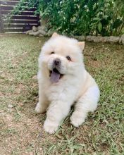 CHOW CHOW PUPPIES FOR FREE ADOPTION contact me atmanuellajustin986@gmail.com