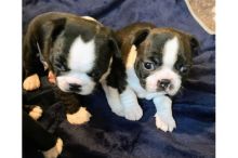 C.K.C MALE AND FEMALE BOSTON TERRIER PUPPIES AVAILABLE
