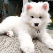 C.K.C MALE AND FEMALE Samoyed PUPPIES AVAILABLE Email (justinlopesert44@gmail.com)