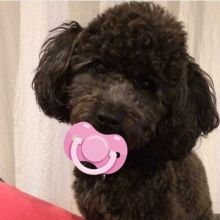 Cute Poodle puppies for free adoption