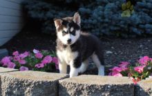 Gorgeous RARE Pomsky Puppies