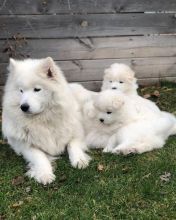 Healthy Registered Samoyed puppies available