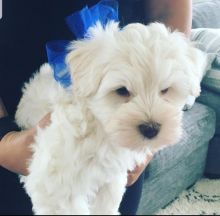 Maltese Puppies Available for adoption (blancamonica041@gmail.com)