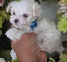 Maltese Puppies Available for adoption (blancamonica041@gmail.com)