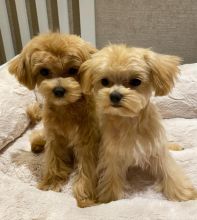 Maltipoo Puppies Looking For Their Forever Home Email address (blancamonica041@gmail.com)
